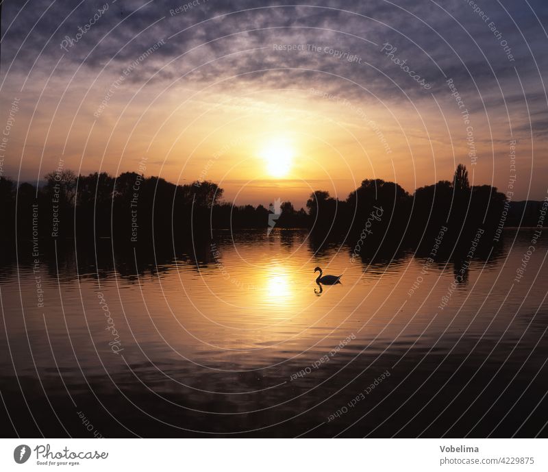 Swan on Lake Constance, evening Evening Cygnus olor Germany Sun Sunset animals Water evening sky Evening sun Picturesque romantic