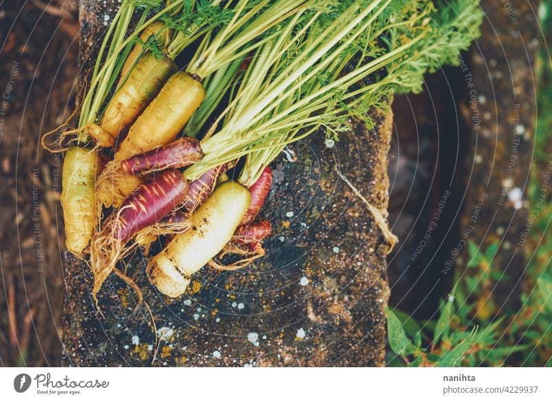 Colorful group of carrots just harvested organic food vegetables purple vegan garden organic garden orchard plot bio home variety color colorful white orange