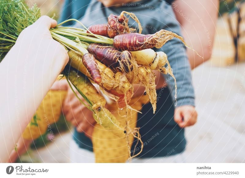 Colorful group of carrots just harvested organic food vegetables purple vegan garden organic garden orchard plot bio home variety color colorful white orange