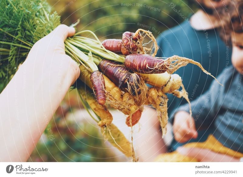 Colorful group of carrots just harvested organic food vegetables purple vegan garden organic garden orchard plot bio home variety color colorful white orange