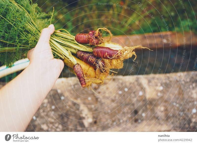 Colorful group of carrots just harvested organic food vegetables purple vegan garden organic garden orchard plot bio home variety color colorful white orange