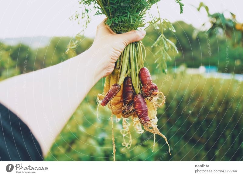 Colorful group of carrots just harvested organic food vegetables purple vegan garden organic garden orchard plot bio home variety color colorful white orange