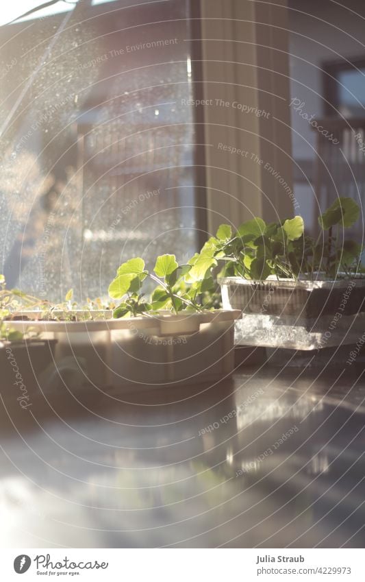 Vegetable growing in the evening sun in the living room Vegetable plant cultivation wanton box Pumpkin plant Sunlight Reflection diffuse light evening light