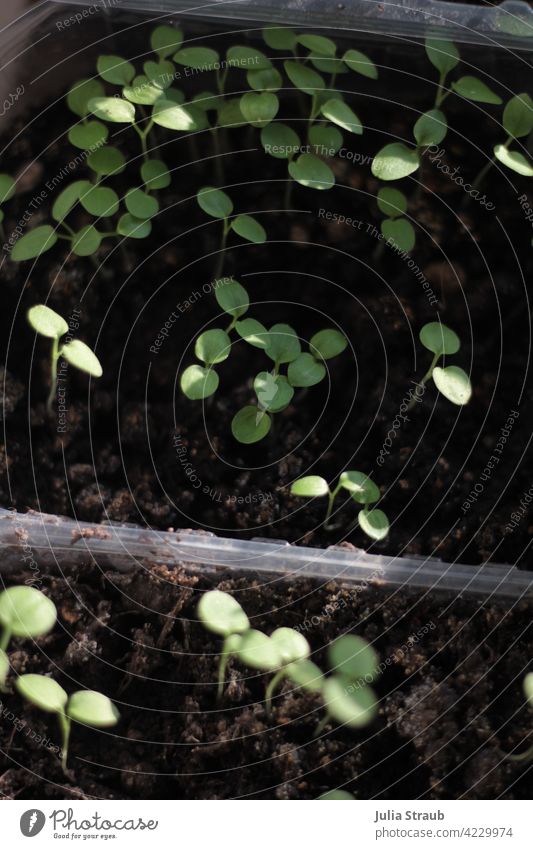 Vegetable growing in the box do gardening cultivation plants Green Small leaves Light and shadow naturally Environment botanical Nature Organic natural light