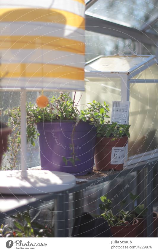 Greenhouse greenhouse with lamp and plants Greenhouses Sunlight Shadow play diffuse light Strawberry plants Oregano motley purple Striped Standard lamp Small