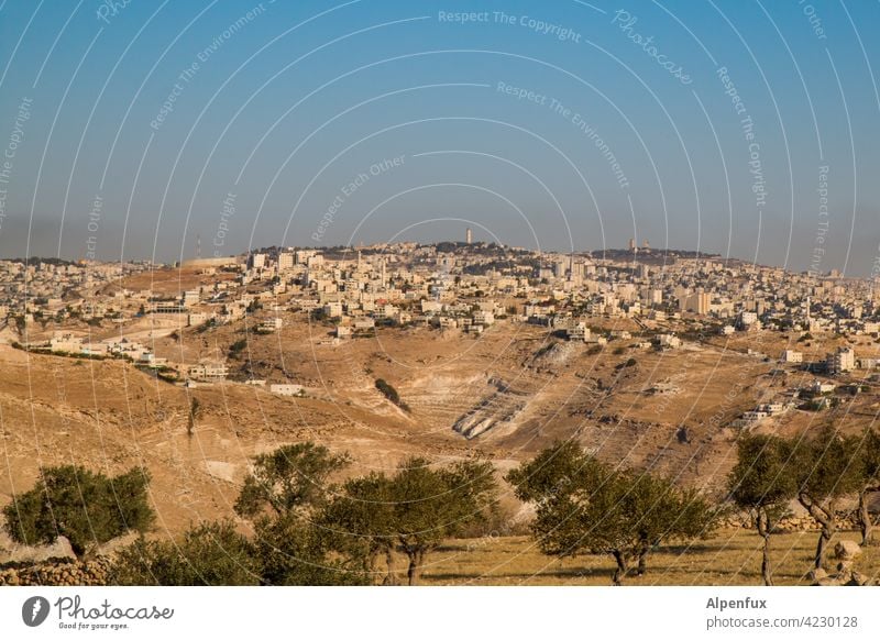 Far away | Peace in the Middle East West Jerusalem East Jerusalem Exterior shot palaestine Colour photo Town Desert Olive grove Olive tree Deserted Tourism