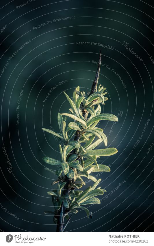 Dune plant in the light Plant dune green Colour photo Nature Exterior shot Environment Deserted Green Marram grass Light Coast