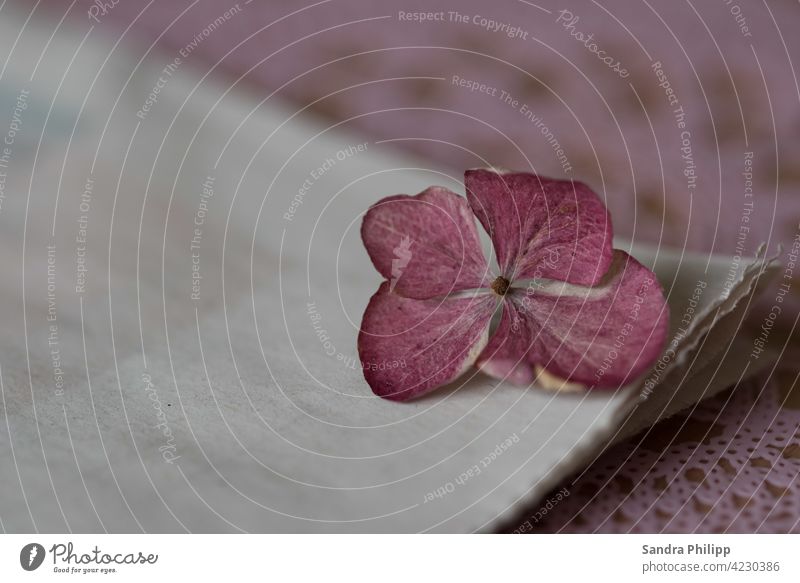 pink hydrangea flower on white paper Pink Hydrangea White Plant Flower Close-up Detail Hydrangea blossom Colour photo Shallow depth of field Deserted Nature