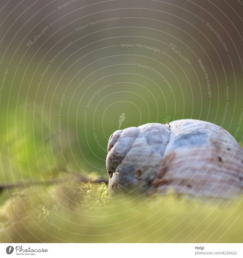 House of a snail lies on the forest floor in the moss Crumpet Snail shell escargot Forest Woodground Moss Lie Nature Environment Sunlight Close-up blurriness