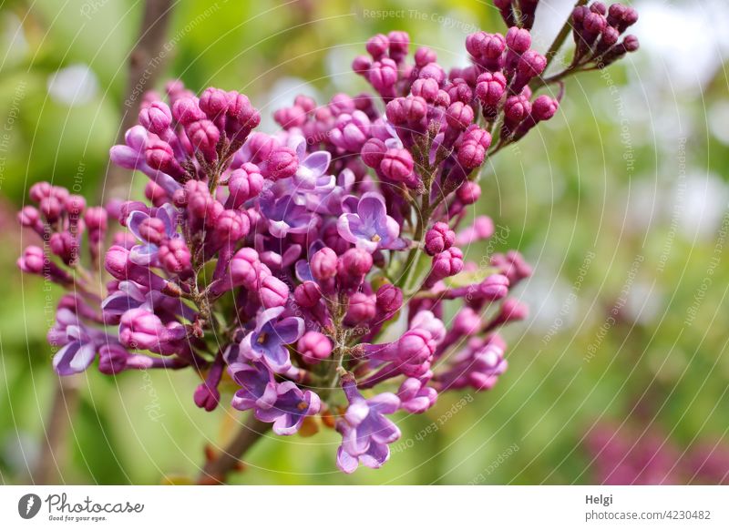 lilac blossom Lilac bush Blossom bud Spring fragrant purple Violet Close-up Nature Plant Fragrance Garden Shallow depth of field Blossoming Colour photo