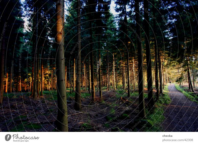 Black Forest Tree Evening sun Mountain