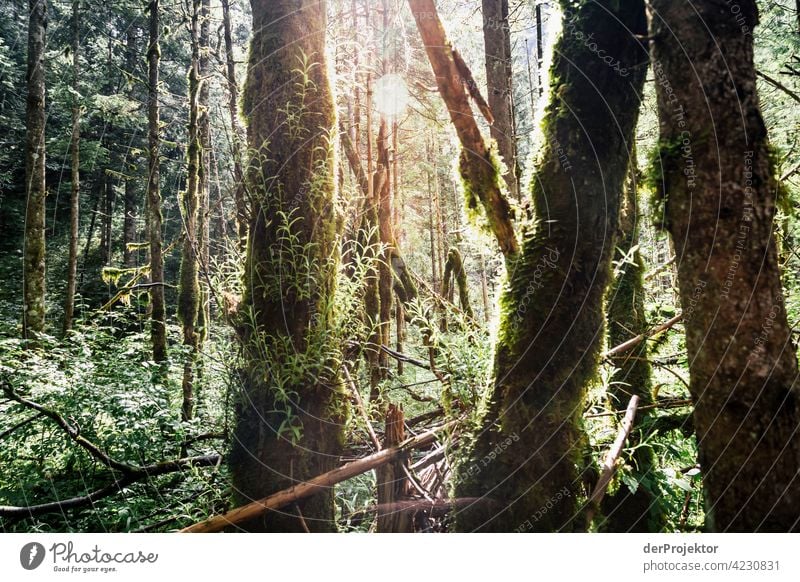 Forest in the Soča Valley IV Deep depth of field Light (Natural Phenomenon) Contrast Shadow Copy Space middle Copy Space bottom Copy Space right Copy Space top