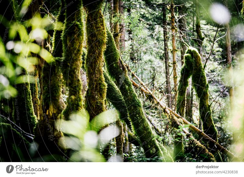 Forest in the Soča Valley III Deep depth of field Light (Natural Phenomenon) Contrast Shadow Copy Space middle Copy Space bottom Copy Space right Copy Space top