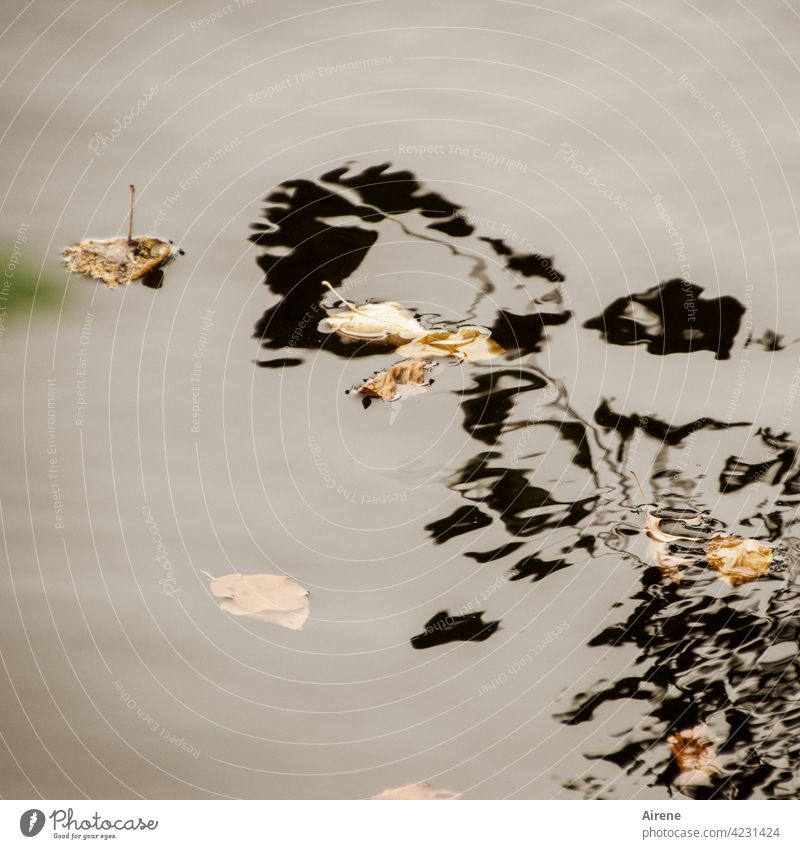 The Monster from the Deep | Water Spirits III Shadow Ghosts Black Abstract Aquarius Mysterious Reflection Surface of water Calm Lake Pond Nature Brown