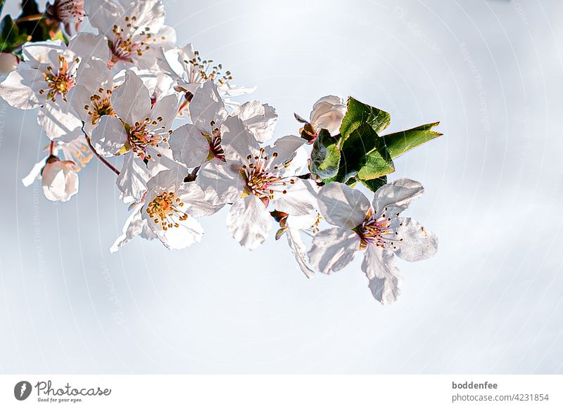 a lushly blooming branch of a blackthorn in the backlight, which casts shadows on the petals inflorescence Nature Close-up spring bloomers flowering twig