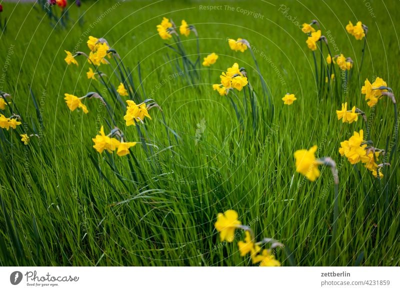 Flowers and grass Relaxation awakening holidays spring Spring spring awakening Garden allotment Garden allotments bud Deserted Nature Plant tranquillity