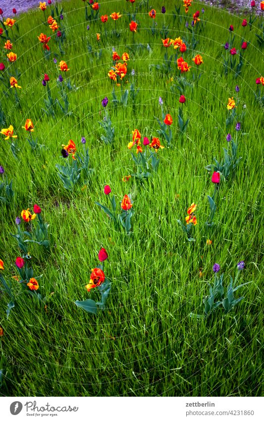 Tulips and grass Relaxation awakening holidays spring Spring spring awakening Garden allotment Garden allotments bud Deserted Nature Plant tranquillity