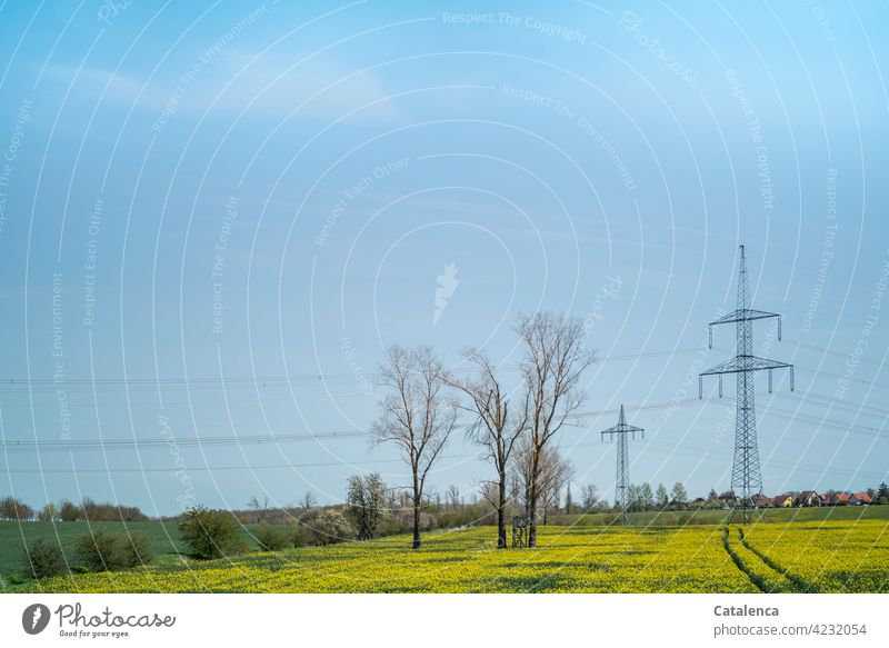 Electricity pylons, blooming rape field, trees, meadows and the sky in springtime Nature Landscape flora Plant Canola Canola field Energy power cable