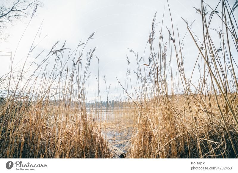 Tall rushes by an idyllic lake in the fall calm rural vegetation marsh orange bright winter clouds background green beautiful view sunny reflection foliage