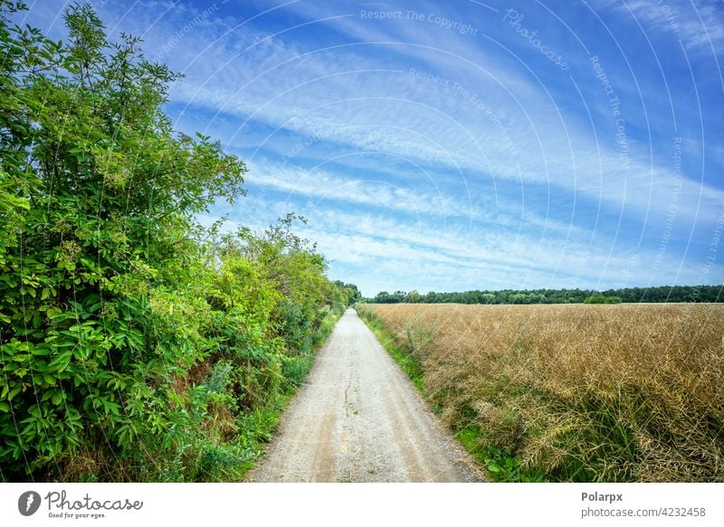 Countryside trail with green bush and fields photography puddle wet transportation hole pathway desert open beauty scene track day sunset forest wild rough car