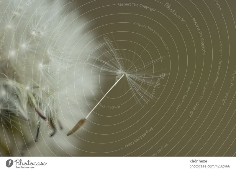 Umbrella of a dandelion pust flower dandelion seed shine Dandelion Nature Plant Sámen Detail Macro (Extreme close-up) Spring Close-up White Exterior shot