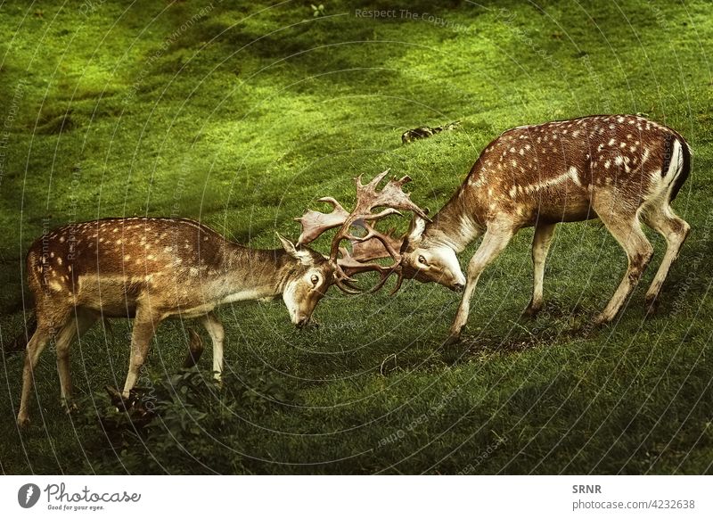 Closeup of Deer Fight animal deer cervidae chital axis axis axis deer cheetal spotted deer deer antlers even-toed artiodactyl cleft-footed cloven-footed