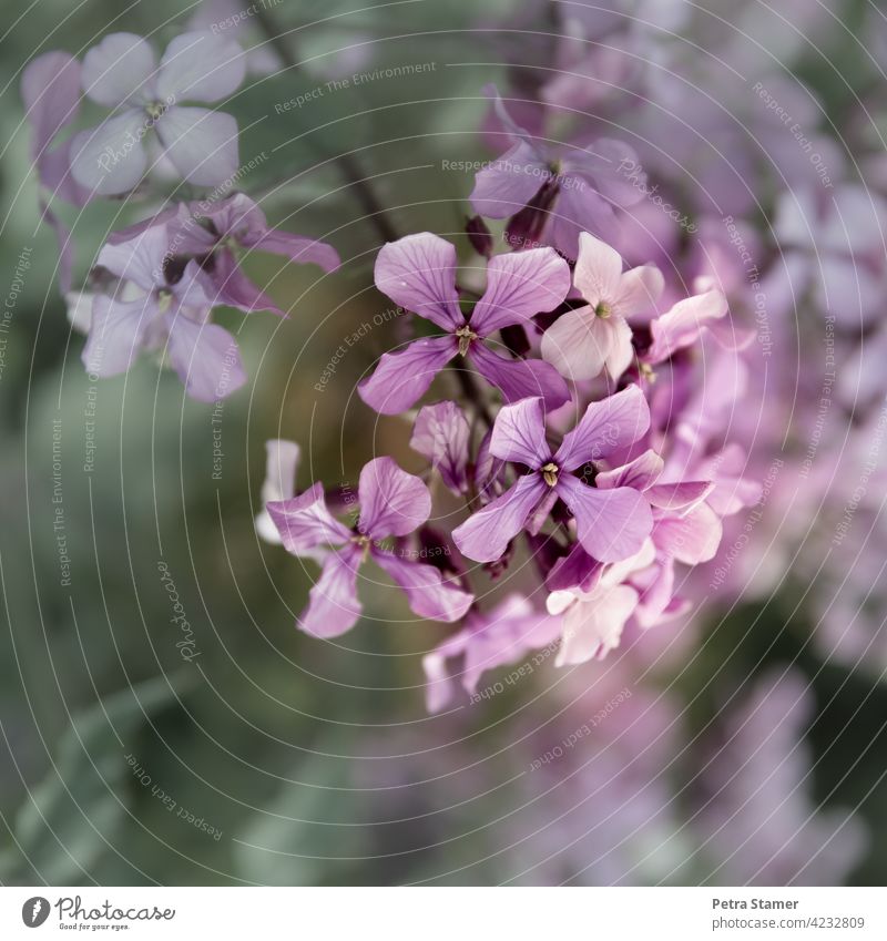 Flower Purple, Violet, from above, Common night violet, common violet Blossom purple Blossoming Nature Plant Garden Shallow depth of field Fragrance