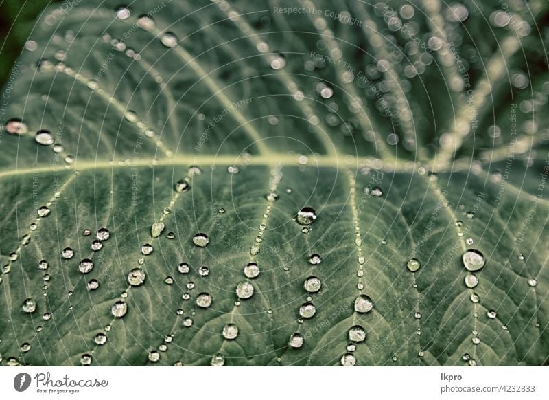 some drops in a leaf after the  rain lotus green macro dew background water nature pattern texture closeup natural fresh plant garden environment flora wet