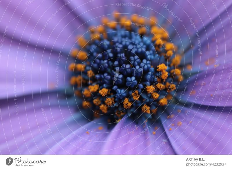 Macro of a daisy...and look in the middle (wonder of nature) Close-up macro Garden photographic art Noble Delicate Flower Blossom Marguerite purple petals