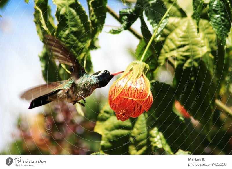 At Dinnertime Nature Plant Animal Flower Blossom Wild animal Bird Wing Hummingbirds Feather 1 Blossoming Eating Flying Exotic Cute Speed Green Red Diligent