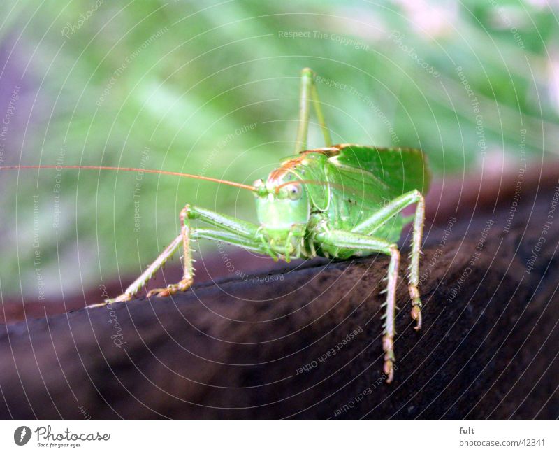 , Locust Green Wood Animal Insect Watchfulness Feeler 4 Brown Relief To hold on Looking Transport Macro (Extreme close-up) Nature Close-up Legs Sit Forwards