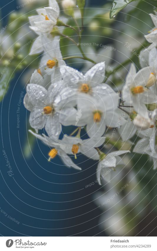 Jasmine flowers with raindrops against blue background Flower Blossom White Close-up Fresh Spring Plant Detail Nature Growth Botany Garden balcony flowers