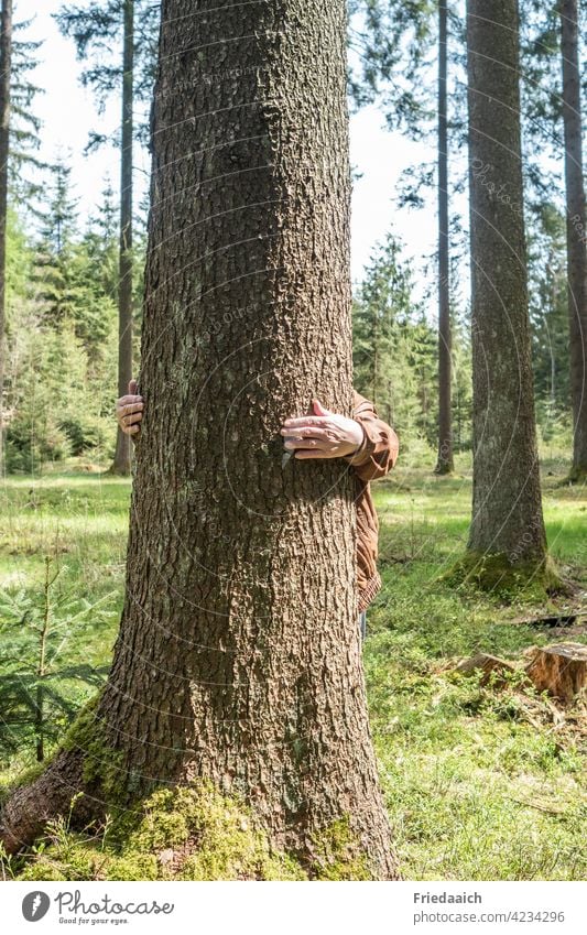 Forest bathing with tree hugging Tree Forest atmosphere Moody tranquillity relaxation Healthy Nature Ambience forest bath natural light Mood lighting Freedom