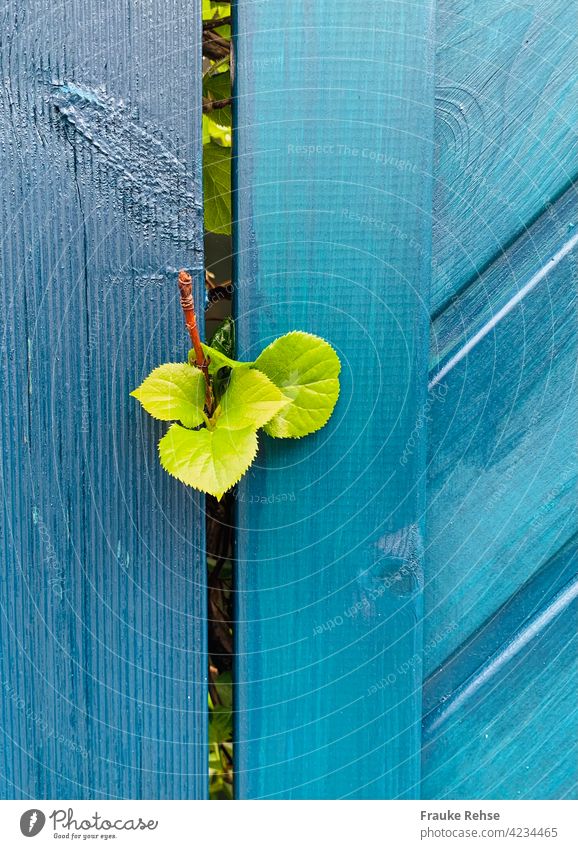 Young leaves find new ways... young leaves Light green wax new shoots Meddlesome Green Spring Growth Fresh Leaf flora Garden orbits off Between through Blue