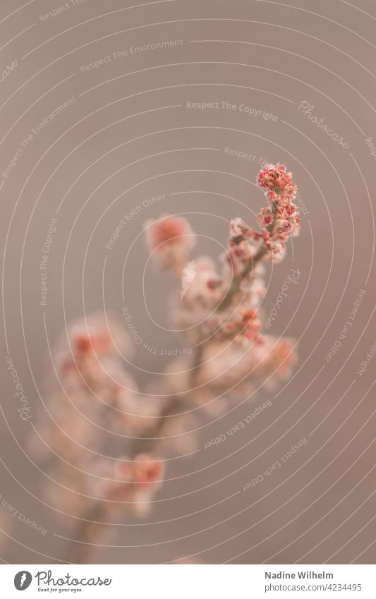 Delicate blossom Blossom Flower Spring Plant Red in full bloom Pink Pollen Close-up Summer Macro (Extreme close-up) Nature Detail Blossoming fully blossomed