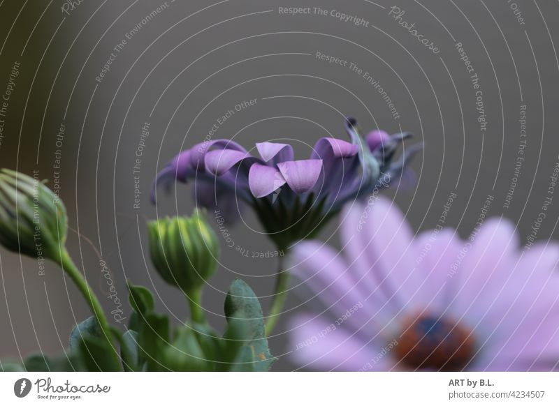 floral picture petals purple Marguerite Blossom Flower bud Close-up daisy photo