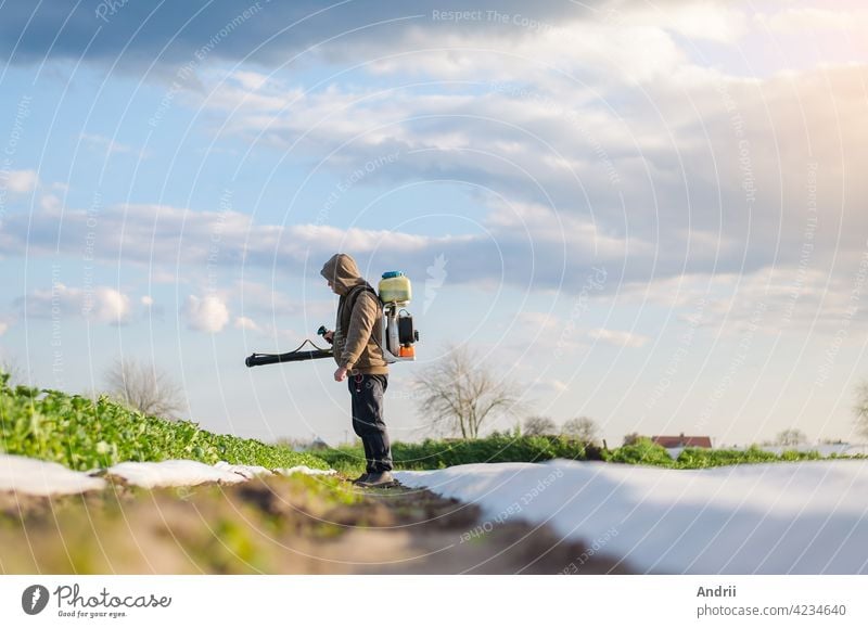 A farmer sprays chemicals on a potato plantation field. Control of use of chemicals growing food. Protection of cultivated plants from insects and fungal infections. Increased harvest.