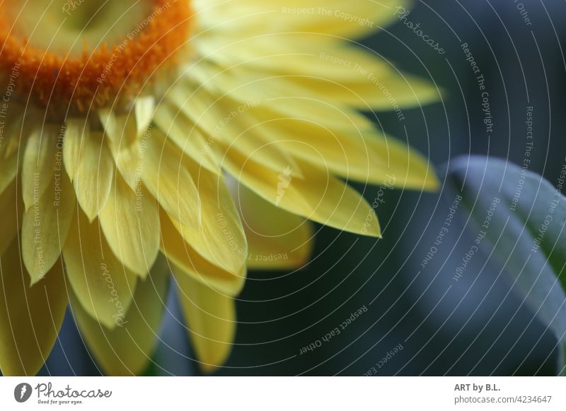 Straw flower in yellow cutout Flower detail Paper Daisy Garden Nature floral Bella petals