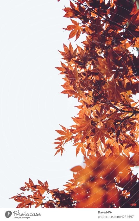 Japanese maple - fan maple - red leaves in full splendour Fan Maple Japan maple tree Red Illuminate Tree Pattern Structures and shapes Nature Maple leaf