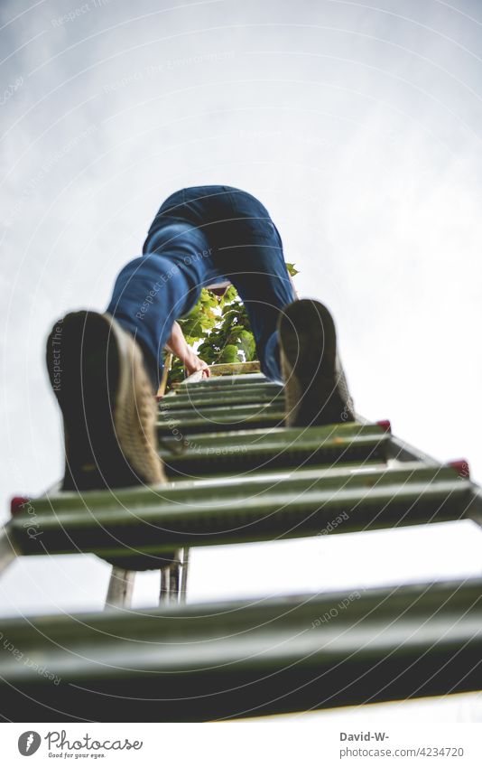 climb the ladder Ladder high up climb up Career Ascending ascent career opportunities Above Tall Man Tree Go up Upward stagger