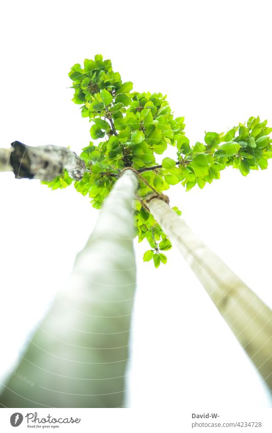 young tree from frog perspective Tree Worm's-eye view Growth youthful plants Nature Environment Tall leaves Green Oxygen naturally