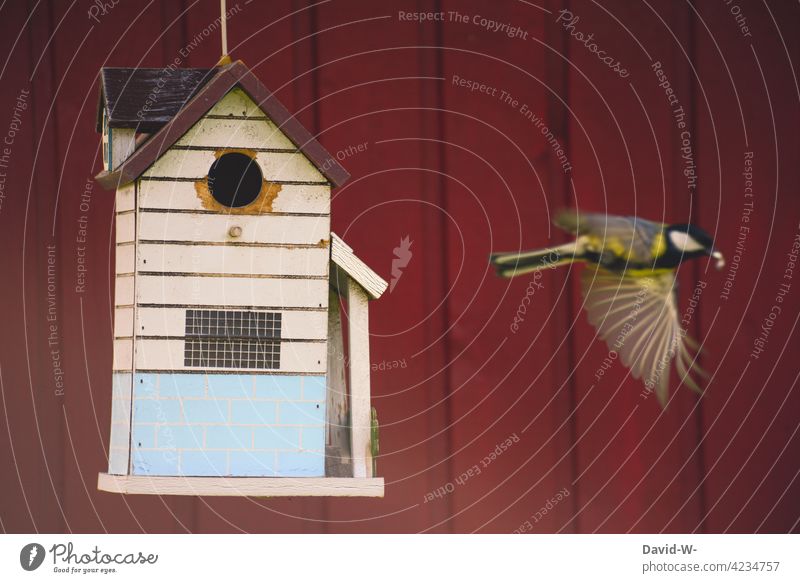 Great tit caught in flight at bird house Tit mouse Flying aviary Bird departure Beak