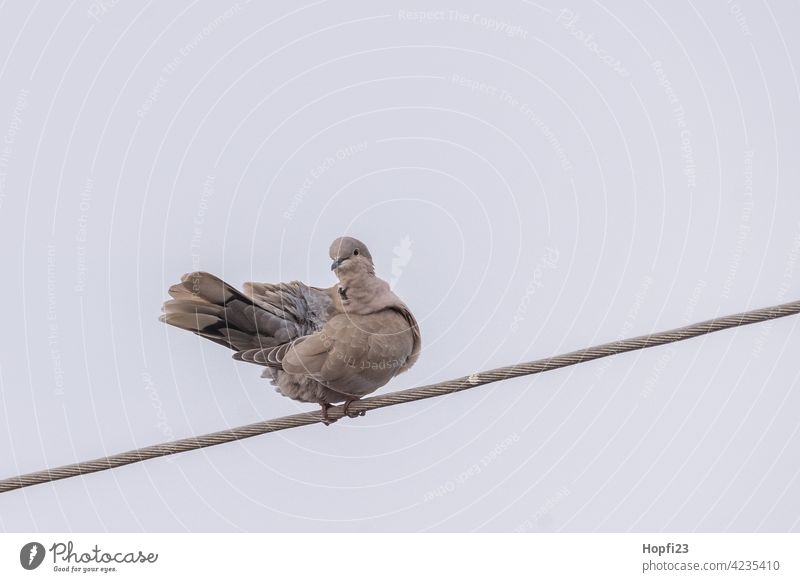 Eurasian Collared Dove Pigeon Bird Sky Grand piano Exterior shot Animal Flying Colour photo Day Feather Beak Nature Wild animal Animal portrait Deserted