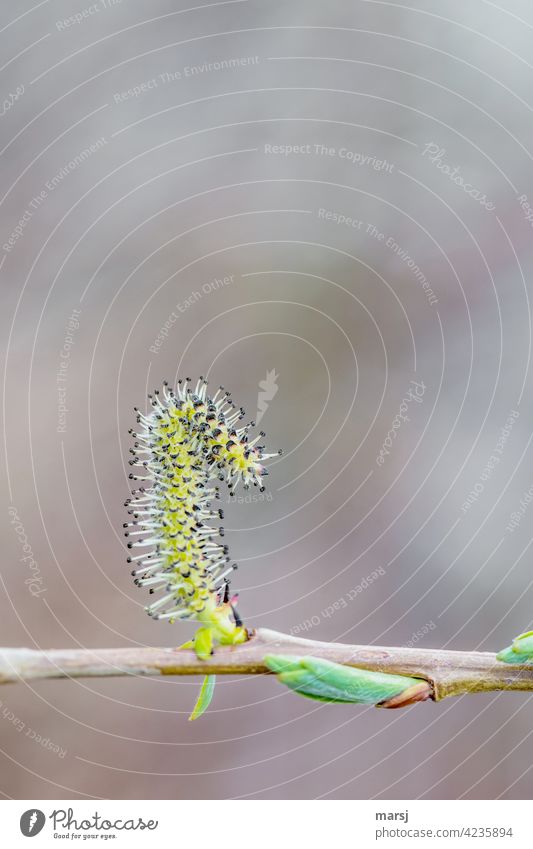 Willow Catkin Yoga. Withered and balancing on a thin branch. Part of the plant Spring Nature Soft Exterior shot Branch Authentic Exceptional Success Funny Hairy