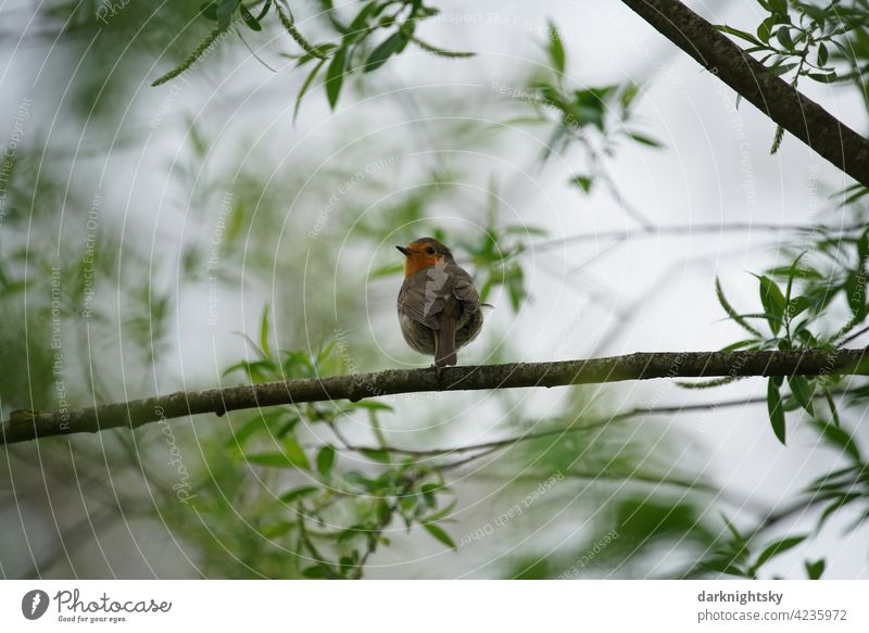 Singing juvenile robin sitting on a branch Robin redbreast Erithacus rubecula Bird Nature Spring singing Avifauna green leaves eye contact Colour photo