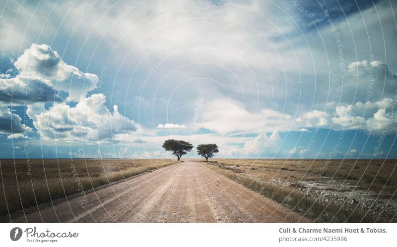 Road trip Namibia Africa Etosha National Park Okaukuejo two acacia trees, environment, landscape, field, sky, land, calm, quiet scene, grass, beauty in nature, scenes - nature, no people, Beautiful trees African nature and wildlife reserve