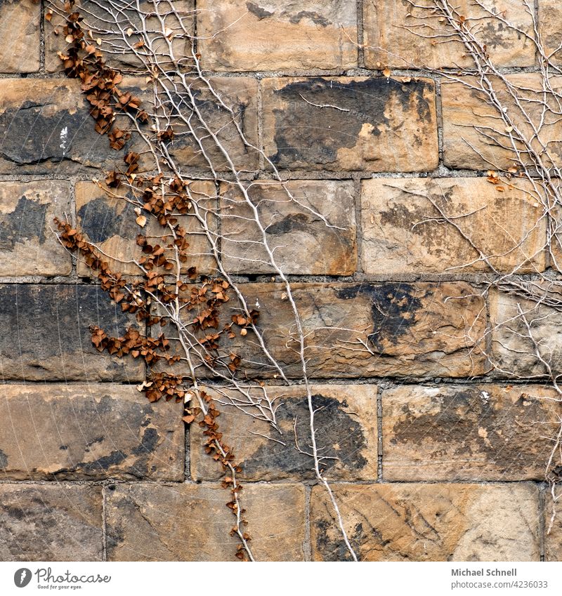 Old wall with plant growth Wall (barrier) masonry Creeper creeper Wall (building) Plant Colour photo Overgrown upstairs