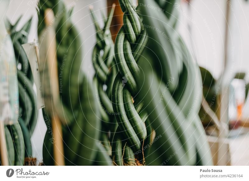 Potted plants for sale suculent Pot plant Succulent plants Abstract succulent plant Close-up Decoration Detail Colour photo Nature Plant Green Garden leaves