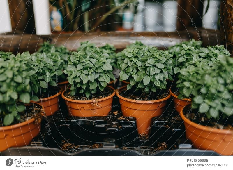 Close up potted basil Basil Lisbon potted plant Pot plant small business Sale for sale green natural decoration background nature botany growth home Markets