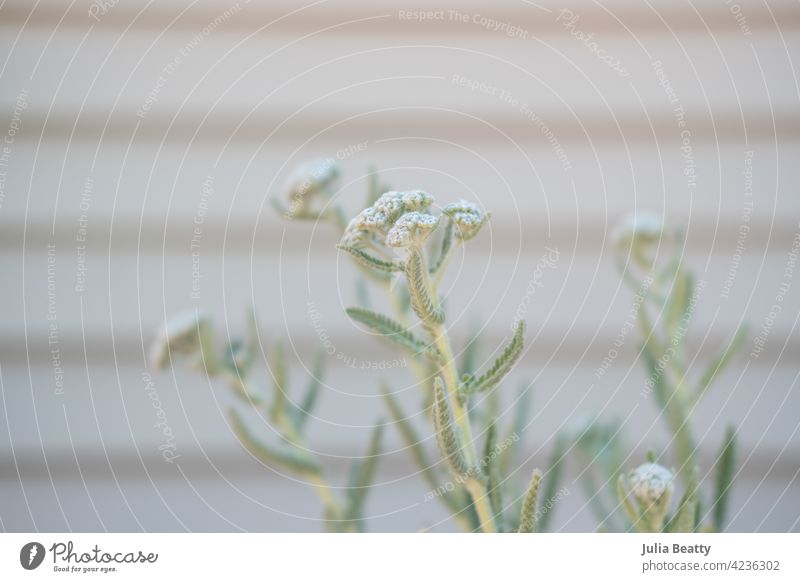 Native Midwest plant good for pollinators: Yarrow yarrow native plant midwest pollination bees butterflies flower nature green white flowers spring summer leaf